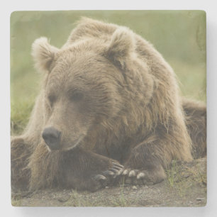 Bruine beer, of Kust Grizzlybeer, Ursus Stenen Onderzetter