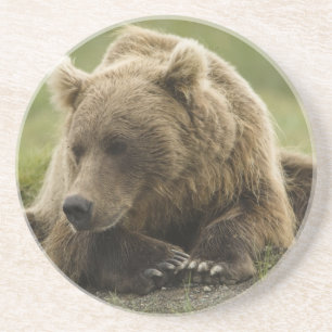 Bruine beer, of Kustgrizzlybeer, Ursus Zandsteen Onderzetter