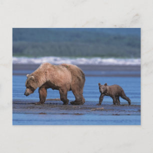 Bruine beer, Ursus arctos, Alaska schiereiland, 2 Briefkaart