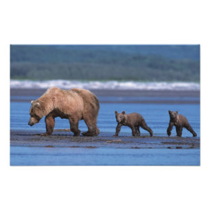 Bruine beer, Ursus arctos, Alaska schiereiland, 2 Foto Afdruk