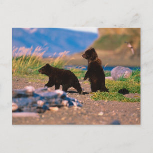 Bruine beer, Ursus arctos, Alaska schiereiland, Briefkaart