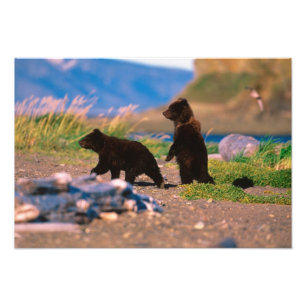 Bruine beer, Ursus arctos, Alaska schiereiland, Foto Afdruk