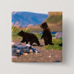 Bruine beer, Ursus arctos, Alaska schiereiland, Vierkante Button 5,1 Cm