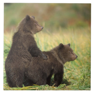 bruine beer, Ursus arctos, grizzlybeer, Ursus 2 Tegeltje