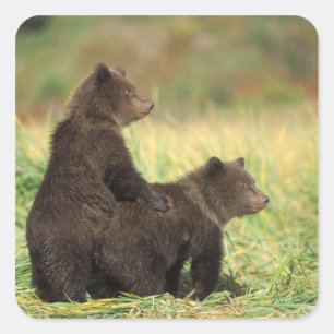 bruine beer, Ursus arctos, grizzlybeer, Ursus 2 Vierkante Sticker