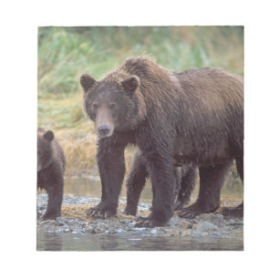 bruine beer, Ursus arctos, grizzlybeer, Ursus 3 Notitieblok