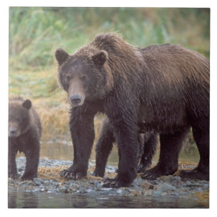 bruine beer, Ursus arctos, grizzlybeer, Ursus 3 Tegeltje