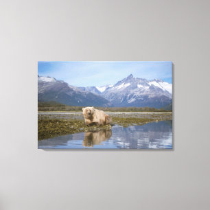 bruine beer, Ursus arctos, grizzlybeer, Ursus 4 Canvas Afdruk