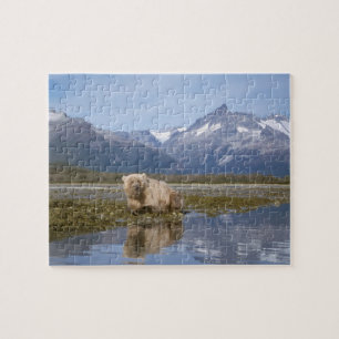 bruine beer, Ursus arctos, grizzlybeer, Ursus 4 Legpuzzel