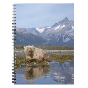 bruine beer, Ursus arctos, grizzlybeer, Ursus 4 Notitieboek