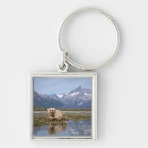 bruine beer, Ursus arctos, grizzlybeer, Ursus 4 Sleutelhanger