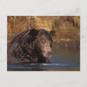 bruine beer, Ursus arctos, grizzlybeer, Ursus 5 Briefkaart