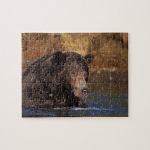 bruine beer, Ursus arctos, grizzlybeer, Ursus 5 Legpuzzel
