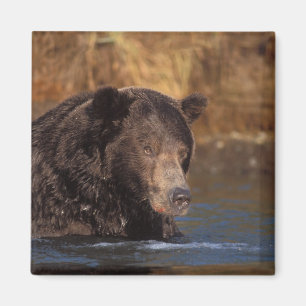 bruine beer, Ursus arctos, grizzlybeer, Ursus 5 Magneet