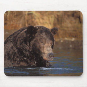 bruine beer, Ursus arctos, grizzlybeer, Ursus 5 Muismat