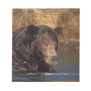 bruine beer, Ursus arctos, grizzlybeer, Ursus 5 Notitieblok