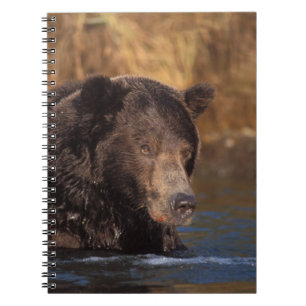 bruine beer, Ursus arctos, grizzlybeer, Ursus 5 Notitieboek