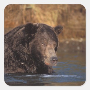 bruine beer, Ursus arctos, grizzlybeer, Ursus 5 Vierkante Sticker