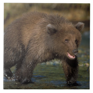 bruine beer, Ursus arctos, grizzlybeer, Ursus 6 Tegeltje