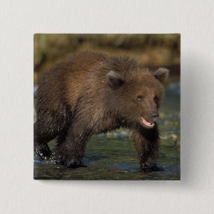 bruine beer, Ursus arctos, grizzlybeer, Ursus 6 Vierkante Button 5,1 Cm