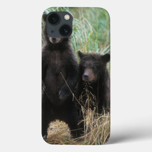 bruine beer, Ursus arctos, grizzlybeer, Ursus 7 2 Case-Mate iPhone Case (Achterkant)