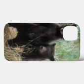 bruine beer, Ursus arctos, grizzlybeer, Ursus 7 2 Case-Mate iPhone Case (Achterkant (horizontaal))