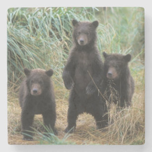 bruine beer, Ursus arctos, grizzlybeer, Ursus 7 2 Stenen Onderzetter