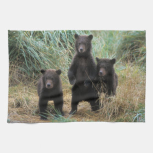 bruine beer, Ursus arctos, grizzlybeer, Ursus 7 2 Theedoek
