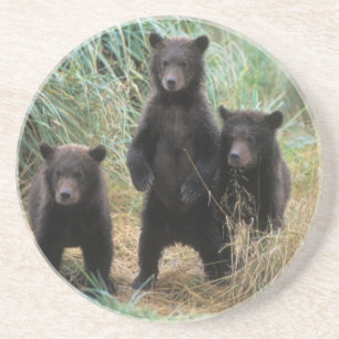 bruine beer, Ursus arctos, grizzlybeer, Ursus 7 2 Zandsteen Onderzetter