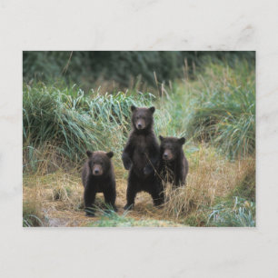 bruine beer, Ursus arctos, grizzlybeer, Ursus 7 Briefkaart