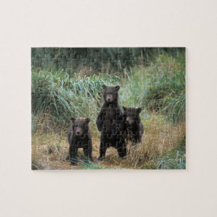 bruine beer, Ursus arctos, grizzlybeer, Ursus 7 Legpuzzel