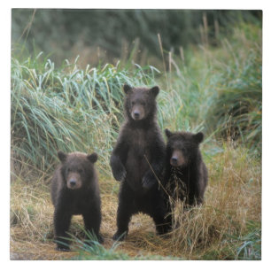 bruine beer, Ursus arctos, grizzlybeer, Ursus 7 Tegeltje