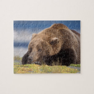 bruine beer, Ursus arctos, grizzlybeer, Ursus 8 Legpuzzel