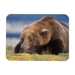 bruine beer, Ursus arctos, grizzlybeer, Ursus 8 Magneet