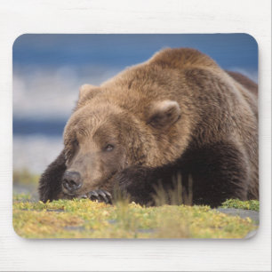 bruine beer, Ursus arctos, grizzlybeer, Ursus 8 Muismat