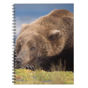 bruine beer, Ursus arctos, grizzlybeer, Ursus 8 Notitieboek