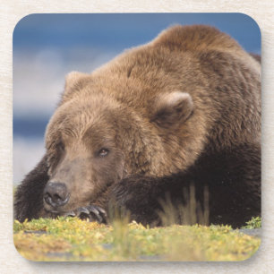 bruine beer, Ursus arctos, grizzlybeer, Ursus 8 Onderzetter