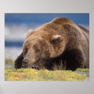 bruine beer, Ursus arctos, grizzlybeer, Ursus 8 Poster