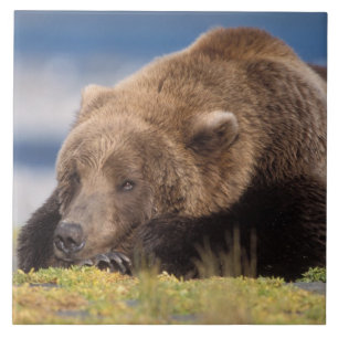 bruine beer, Ursus arctos, grizzlybeer, Ursus 8 Tegeltje