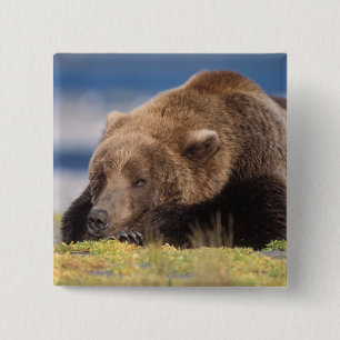 bruine beer, Ursus arctos, grizzlybeer, Ursus 8 Vierkante Button 5,1 Cm
