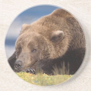 bruine beer, Ursus arctos, grizzlybeer, Ursus 8 Zandsteen Onderzetter