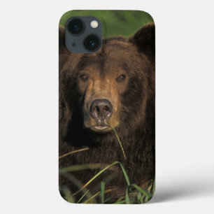 bruine beer, Ursus arctos, grizzlybeer, Ursus 9 Case-Mate iPhone Case
