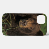 bruine beer, Ursus arctos, grizzlybeer, Ursus 9 Case-Mate iPhone Case (Achterkant (horizontaal))