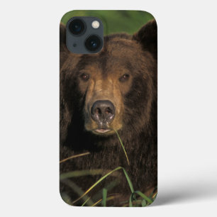 bruine beer, Ursus arctos, grizzlybeer, Ursus 9 Case-Mate iPhone Case