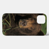 bruine beer, Ursus arctos, grizzlybeer, Ursus 9 Case-Mate iPhone Case (Achterkant (horizontaal))