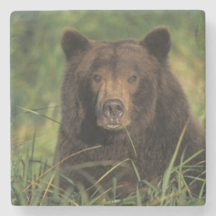 bruine beer, Ursus arctos, grizzlybeer, Ursus 9 Stenen Onderzetter