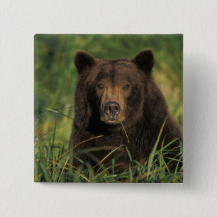 bruine beer, Ursus arctos, grizzlybeer, Ursus 9 Vierkante Button 5,1 Cm
