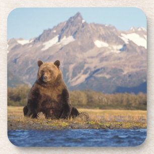 bruine beer, Ursus arctos, grizzlybeer, Ursus Bier Onderzetter