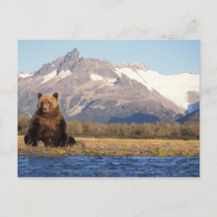 bruine beer, Ursus arctos, grizzlybeer, Ursus Briefkaart