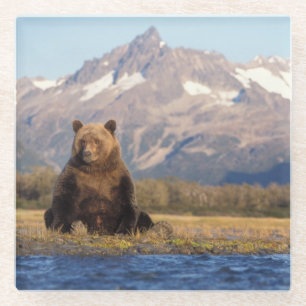 bruine beer, Ursus arctos, grizzlybeer, Ursus Glazen Onderzetter